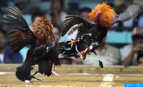 bulik pravidla|Bulik: The Famous Fighting Cock Breed in the Philippines.